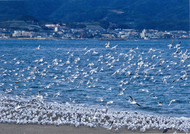 三浦市金田湾「冬の使者」